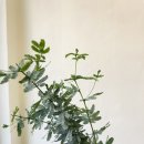 뉴블커피 | 대구개업화분 , 카페 인테리어화분으로 감성식물 선물하세요 - 은엽아카시아