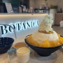 보태니카 | 카페 보태니카(Cafe Botanica) : 딸기빙수∙망고빙수∙아이스 바닐라 라떼 후기