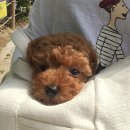 복슬 강아지 이미지