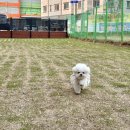 왓숑 | 대구 달서구 신상 애견카페 ‘왓숑프리제’ / 이벤트 이용권 후기