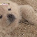 모래모래