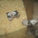 마마우스 이미지