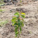 청보농장 이미지