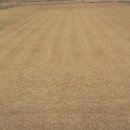 잔디 농장 이미지