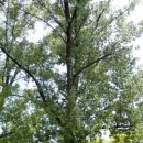 포플러(poplar) 이미지