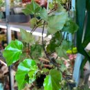 타이니젬 이미지