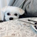 아름다울, 개 이미지