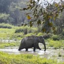 착한 코끼리네 이미지