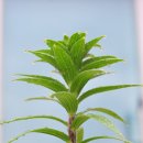 산속에아침 이미지