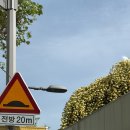 대구 목향장미 이번주 만개 🌼 큐바이쿼트 카페 추천 (포토존·주차·방문 후기)