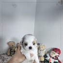 아이러브 독 이미지