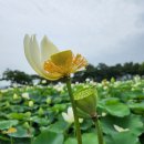 7월 초순인데..? 그새 꽃보다 꼬투리(연밥)가 많아 보이는 '경주 연꽃 단지'..! 이미지