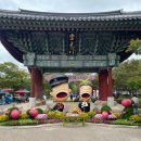 영광상사 | [영광] 제25회 불갑산상사화 축제