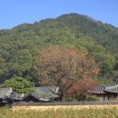 대구단풍 명소 남평문씨본리세거지 거대 은행나무 목화밭 가을 느낌 가득했던 곳