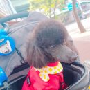 엘레강스펫샵 이미지