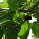 오디마을펜션 이미지