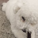 부천핫독 이미지