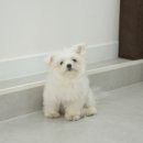 이뻐질개 애견미용실 이미지