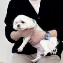 또또와인형뽑기 | 서울 강아지사진관 <3355 스튜디오> 대만족 후기 #셀프스튜디오
