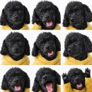 케니애견돌봄센터 이미지