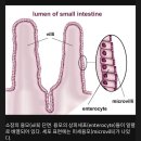 제1 브레인 , 창자의 진화 이미지