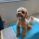 DOG깨비 강아지 미용실 | 인천 공항 애견호텔 개호강 프리미엄 강아지호텔링