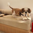 최동물병원 이미지