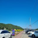 하동북천코스모스메밀꽃 영농조합법인 | 하동 가볼 만한 곳 북천 코스모스 메밀축제 후기