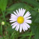 바로미 Daum카페