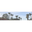 박하제주 이미지