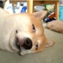 강아지클럽 이미지