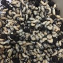 영천별빛굼벵이농장 이미지