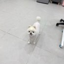 순댕이샵 이미지