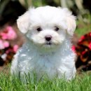 푸숑푸숑 이미지