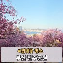 세븐일레븐 부산범일동산점 | 부산 민주공원 겹벚꽃 철쭉 개화 근황 위치 가는법 실시간 후기 반나절 풍류 예약방법 피크닉 대여