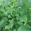 부지깽이 이미지