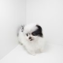 악동강아지 이미지