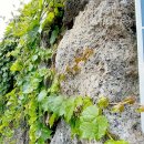 스테이 서로 이미지