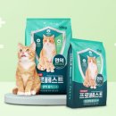 베스트 캣 이미지
