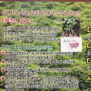 성안길삼겹살 맛집추천 더덕솥뚜껑삼겹살 서문점