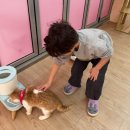 윙키핑키 | 선유도 고양이카페 윙키핑키 후기, 서울 고양이카페 추천