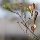 토종 식물들이 이 멋진 새 사진에서 주목을 받는다 이미지