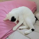 새론동물병원 | 청주 새론동물병원에서 고양이 마취 후 귀청소 후기