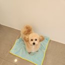 애견미용실 이미지