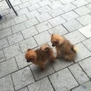 짜장김선생 이미지