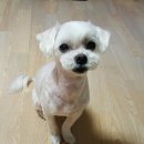 달고나 펫살롱 | 김포 애견미용 양곡 달고나펫살롱에서 말티즈 미용후기