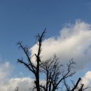20200304 담양 무정 봉안리 은행나무(천연기념물) - 겨울 이미지