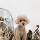 개in공간 이미지