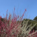 명당의 향기 | 양산 통도사 홍매화 개화 시기 예측, 작년 방문 후기로 본 사진 명당 팁