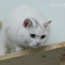 우다닥 고양이호텔 이미지